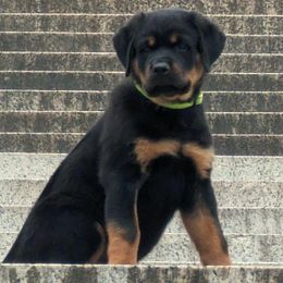 Rottweiler Puppies from Alpha Co. Rottweilers