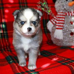 Mitzi - Gray and white female Pomsky puppy in Paulden, Arizona from Rose Peek Pomskies
