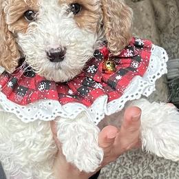 Beska - Parti female Goldendoodle puppy in Mint Hill, North Carolina from DoodleForever