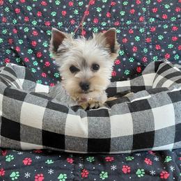 Aurora - Blue and gold female Yorkshire Terrier puppy in Pinellas Park, Florida from Silversands Yorkshire Terriers