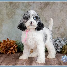 Nala - Merle female Cockapoo puppy in Connersville, Indiana from Deaz Doodle Ranch
