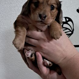 Shaded red dapple girl - Dapple female Dachshund puppy in Springdale, Washington from TNT MINI DACHSHUNDS