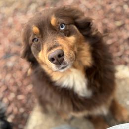 Annie - Miniature Australian Shepherd
