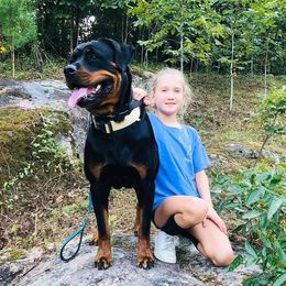 Scarlet - Rottweiler