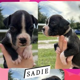 Sadie - Brindle female Boxer puppy in Lutz, Florida from Brooklyn's Boxer's
