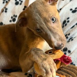 Squire - Blue brindle and white male Greyhound puppy in Florida from Running to Stand Still (RTSS)
