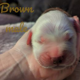 Golden Retriever Puppies from Heckmans English Cream Golden Retrievers