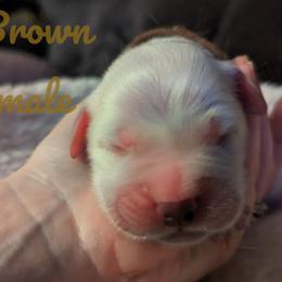 Golden Retriever Puppies from Heckmans English Cream Golden Retrievers