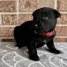 Lore - Black brindle male Dutch Shepherd puppy in Fayetteville, North Carolina from Iron Sight K9s