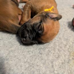 Yellow collar girl - Wheaten blk nose female Rhodesian Ridgeback puppy in Middletown, Ohio from Mutare Ridgebacks
