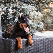 Beauceron Puppies from Royale Beaucerons