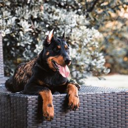 Beauceron Puppies from Royale Beaucerons