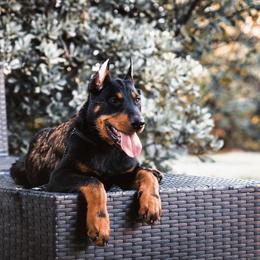 Beauceron Puppies from Royale Beaucerons