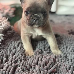 Holly - Blue fawn female French Bulldog puppy in Kalispell, Montana from Grace & Grit Frenchies