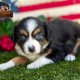 Majesty - female Miniature American Shepherd puppy in Granbury, Texas from Best Little Aussies