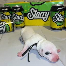 Sierra Mist - White and black female Dalmatian puppy in Des Moines, Iowa from Spot Splattered Dalmatians