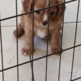 Cavalier King Charles Spaniel Puppies from Muddy Paws Cavaliers