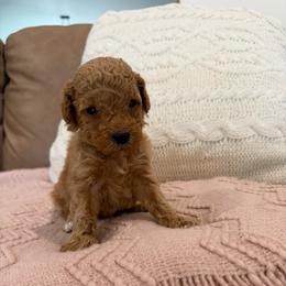 Claire - Red  female Poodle puppy in Chesnee, South Carolina from Megan’s Spoiled Standards