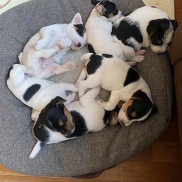 Jack Russell Terrier Puppies from Jigsaw Terriers