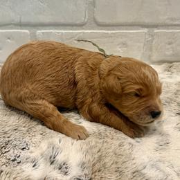 Army Green Boy - Apricot male Goldendoodle puppy in San Augustine, Texas from Vintage Doodles