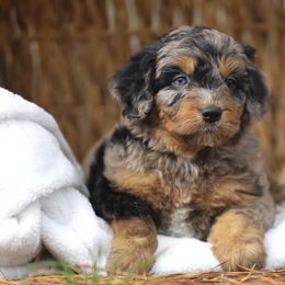 Aussiedoodle and Poodle Puppies from Cedar Wood Farms