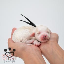 Mister Black - Parti male Labradoodle puppy in Travelers Rest, South Carolina from Doodles of Love Labradoodles