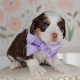 Purple Girl - Australian Labradoodle puppy from Rose Cottage Labradoodles
