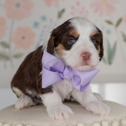 Purple Girl - Australian Labradoodle puppy from Rose Cottage Labradoodles