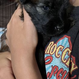 Soft Coated Wheaten Terrier Puppies from Wagging Wheatens