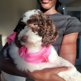 Poodle Puppies from Dogtastic Kennels