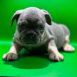 Fudge - Tricolors French Bulldog puppy in San Leandro, California from City of Frenchies