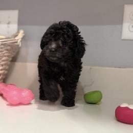 AKC toy silver female - Silver female Poodle puppy in Quincy, Florida from Always Best Kennels, Inc