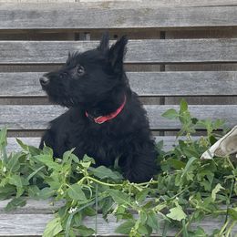 Irish Terrier and Scottish Terrier Puppies from Avonlea Terriers