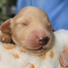 GIRL 1 - Cream female Dachshund puppy in Fort Worth, Texas from Chadwick Farms Mini Dachshunds