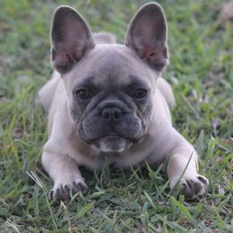 American Corgi and French Bulldog All Grown Up from Moonstone Corgis & Frenchies