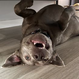 Labrador Retriever All Grown Up from Redfearn Retrievers