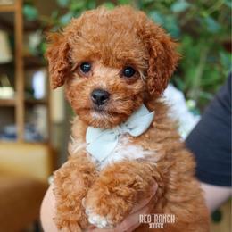 Goalie - Red male Cavapoo puppy in Salado, Texas from Red Ranch Dogs
