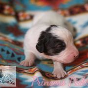 Princess Pickle - White female Tornjak puppy in Albright, West Virginia from Pine Spring Farm