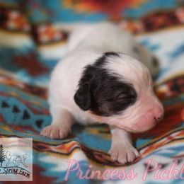 Princess Pickle - White female Tornjak puppy in Albright, West Virginia from Pine Spring Farm
