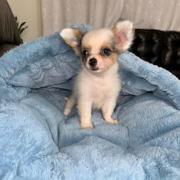 Gargamel - Merle male Chihuahua puppy in Naples, Florida from Naples Tiny Dogs