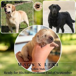 Yellow Male Puppy - Yellow male Labrador Retriever puppy in Fair Oaks, California from Twisted Ranch Retrievers