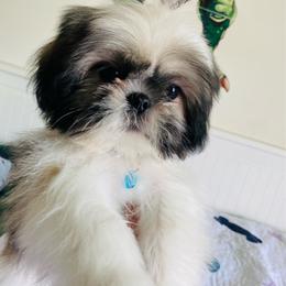 Dash - Tricolor male Shih Tzu puppy in Coalinga, California from Precious Paws Shih tzus