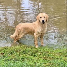 Golden Retriever Puppies from Briarcrest Golden Retrievers