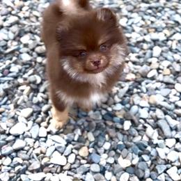 Chocolate and tan with white girl AKC - Chocolate and tan female Pomeranian puppy in Princeton, New Jersey from PureLove Poms.