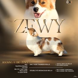 Zewy - Pembroke Welsh Corgi