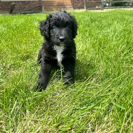 Prince - Black & white male Toy Australian Shepherd puppy in Columbia Falls, Montana from Firefly Aussies & Aussiedoodles