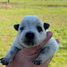 Jean - Blue female Australian Cattle Dog puppy in Devalls Bluff, Arkansas from Coolhand's Australian Cattle Dogs