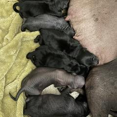 Xoloitzcuintli Puppies from Yadalanh Xoloitzcuintli