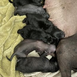 Xoloitzcuintli Puppies from Yadalanh Xoloitzcuintli
