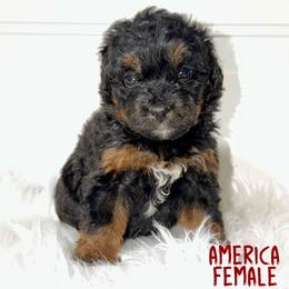 America - Tri-color female Bernedoodle puppy in Beecher, Illinois from Erica’s Doodles